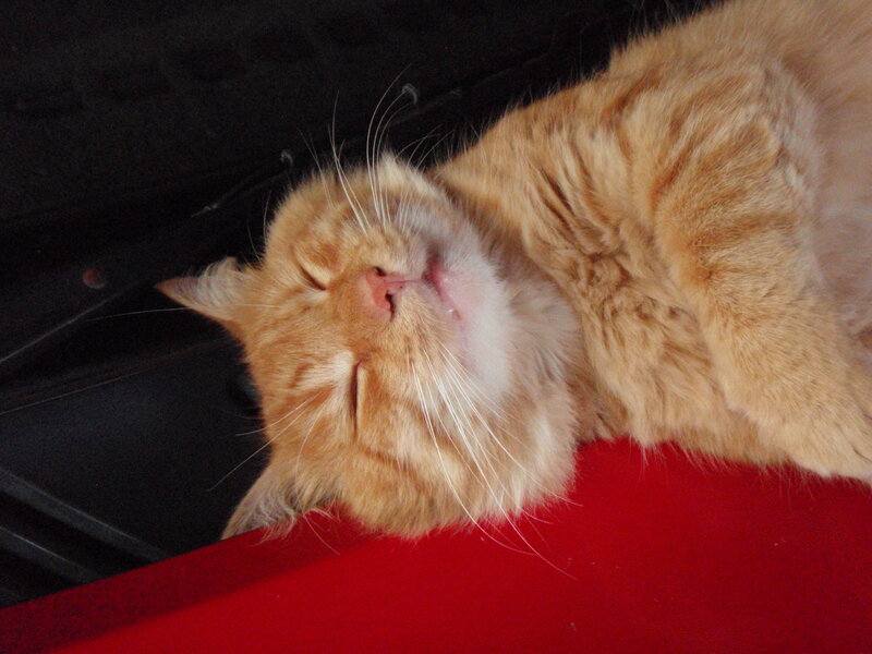 Orange Cat Sleeping — Peaceful, Photograph, Red Surface