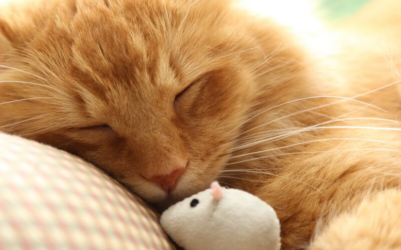 Orange Cat Sleeping — Peaceful, Photograph, Stuffed Mouse