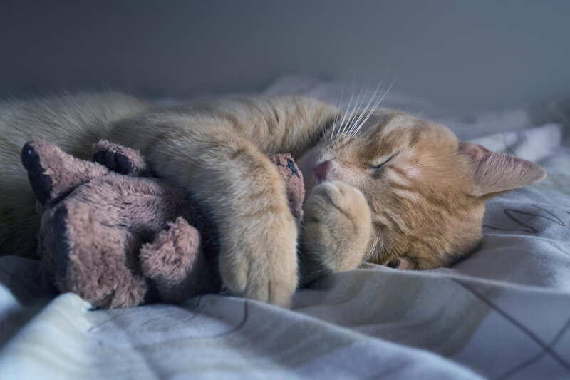 Orange Cat Sleeping — Peaceful, Photograph, Stuffed Toy