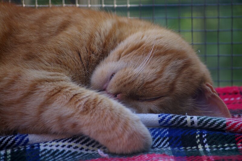 Orange Cat Sleeping — Peaceful, Photograph
