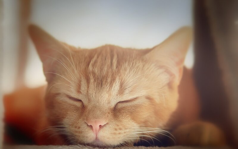 Orange Cat Sleeping — Peaceful, Photograph, Whiskers
