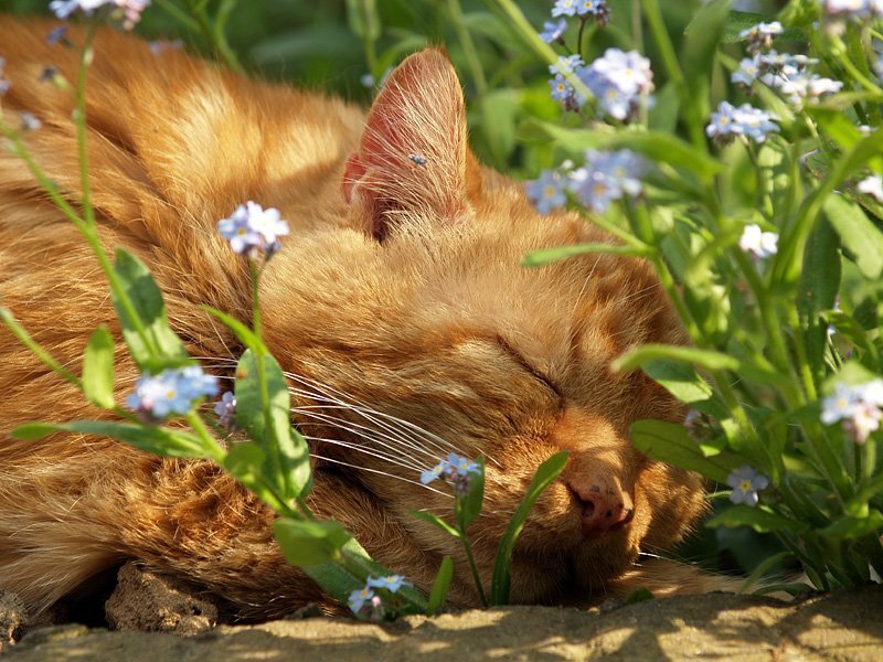 Orange Cat Sleeping — Peaceful