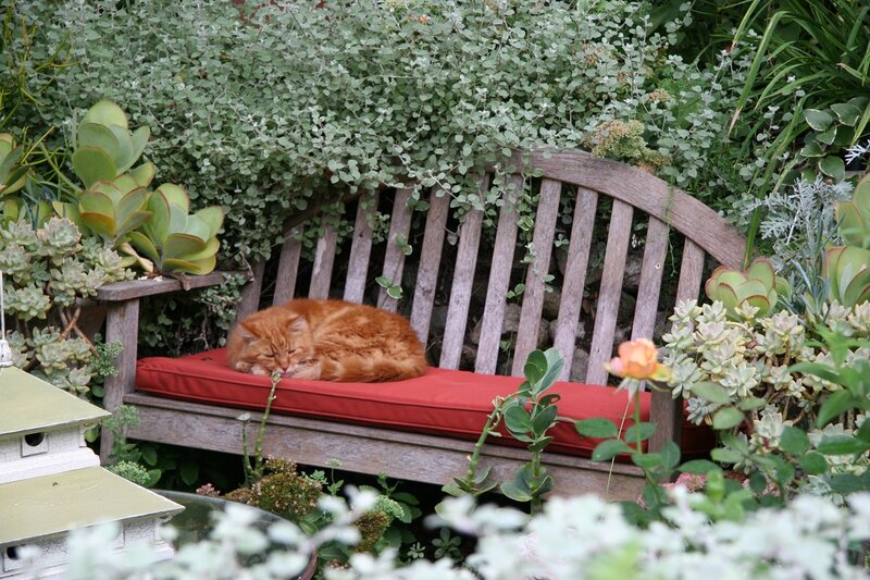 Orange Cat Sleeping — Red