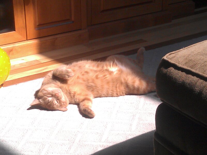 Orange Cat Sleeping — Relaxed