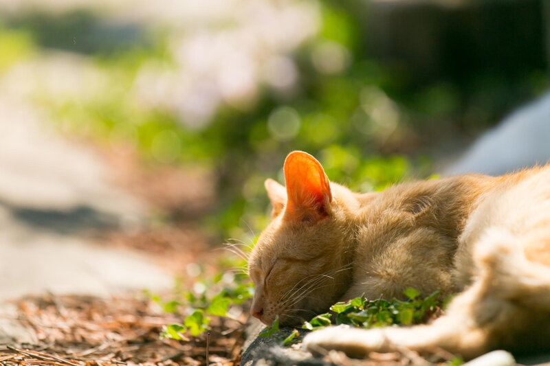 Orange Cat Sleeping — Serene, Afternoon, Photograph, Grass