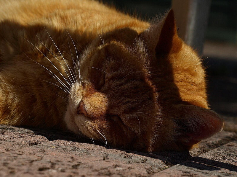 Orange Cat Sleeping — Serene, Afternoon, Photograph