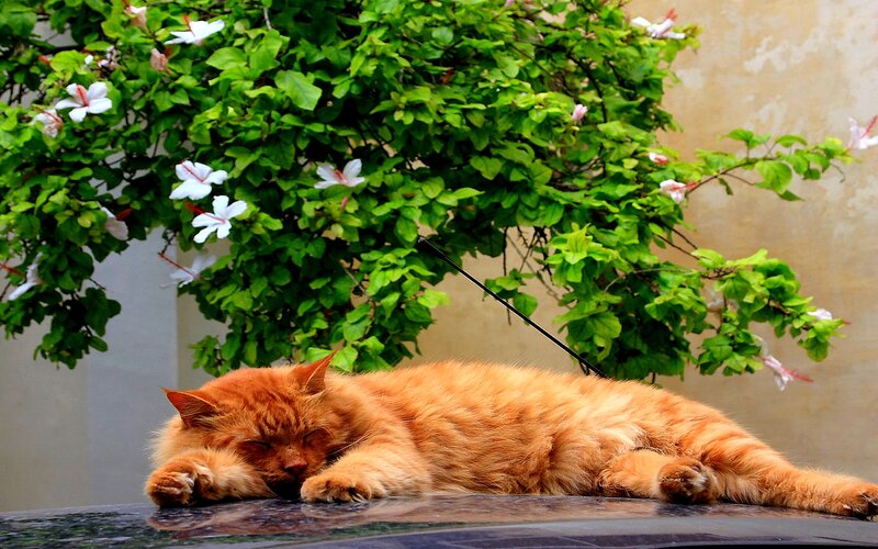 Orange Cat Sleeping — Serene, Afternoon