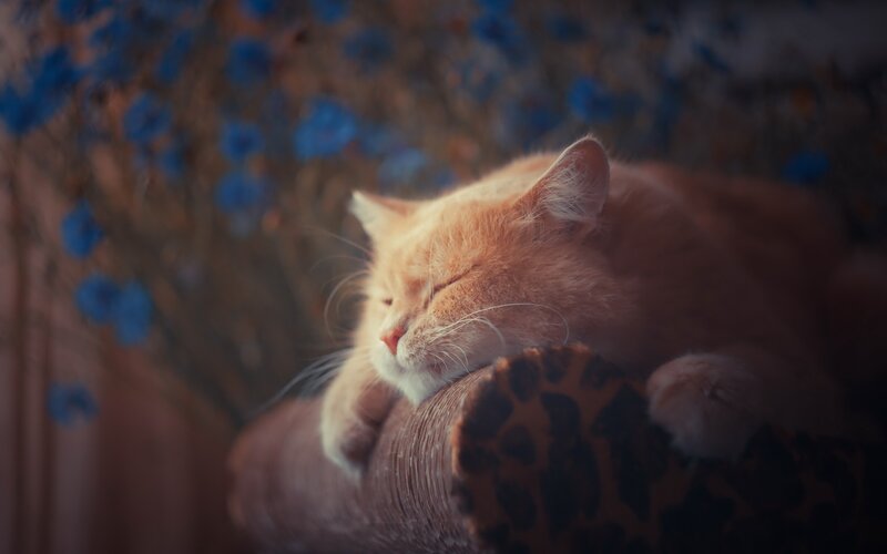 Orange Cat Sleeping — Serene, Photograph