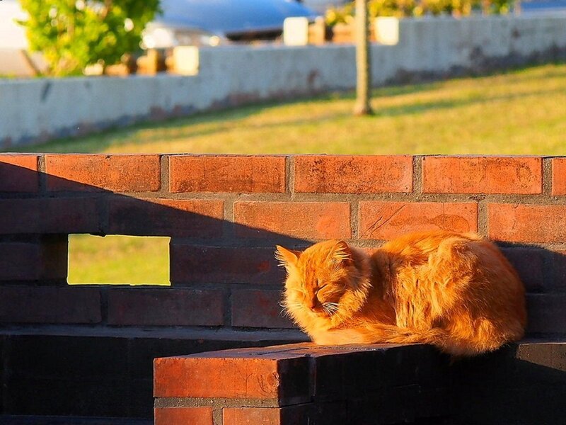 Orange Cat Sleeping — Serene, Sunset
