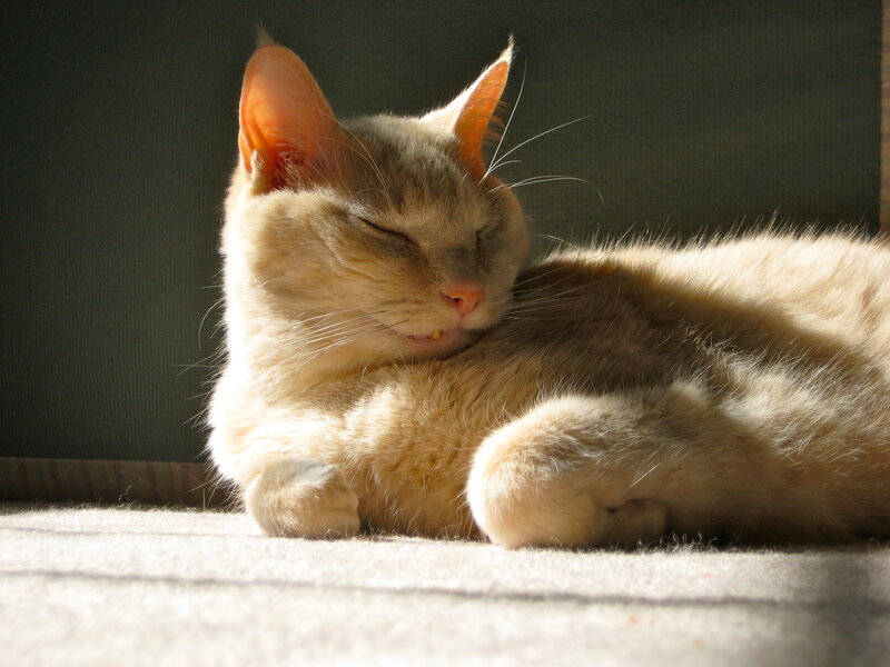 Orange Cat Sleeping — Serene