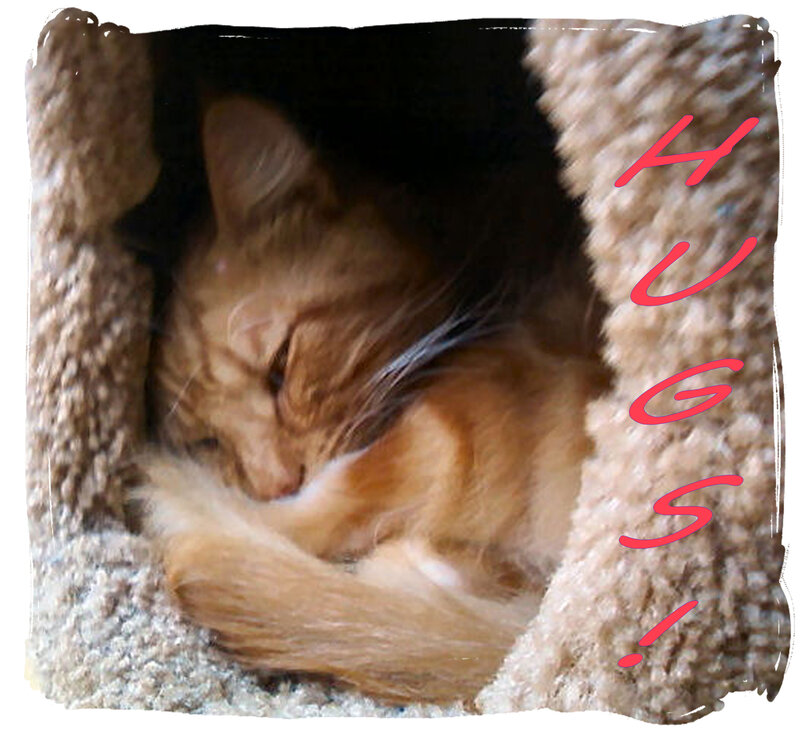 Orange Cat Sleeping — Sleepy