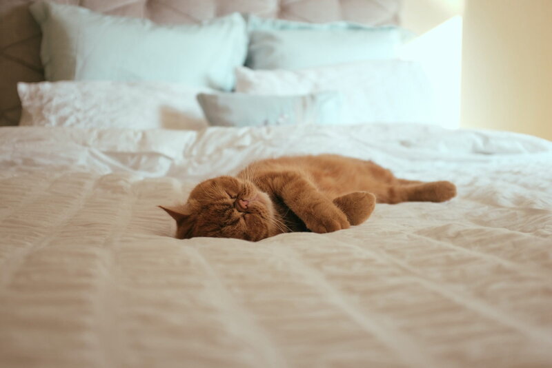Orange Cat Sleeping — White, Peaceful, Morning