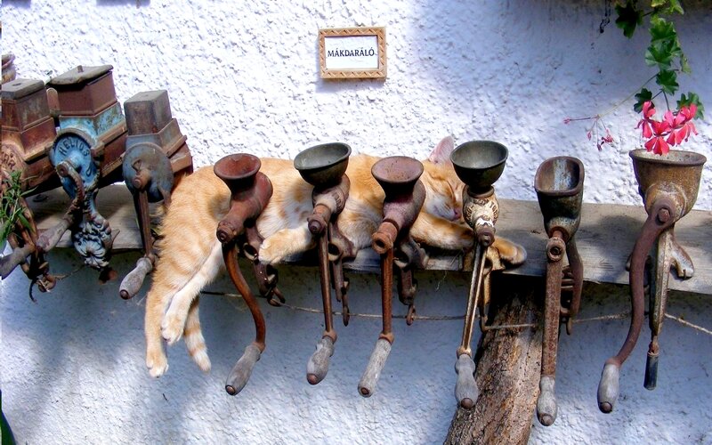 Orange Cat Sleeping — White, Peaceful