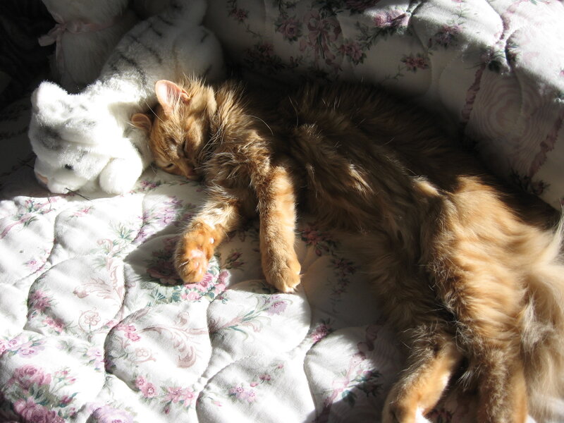 Orange Cat Sleeping — White
