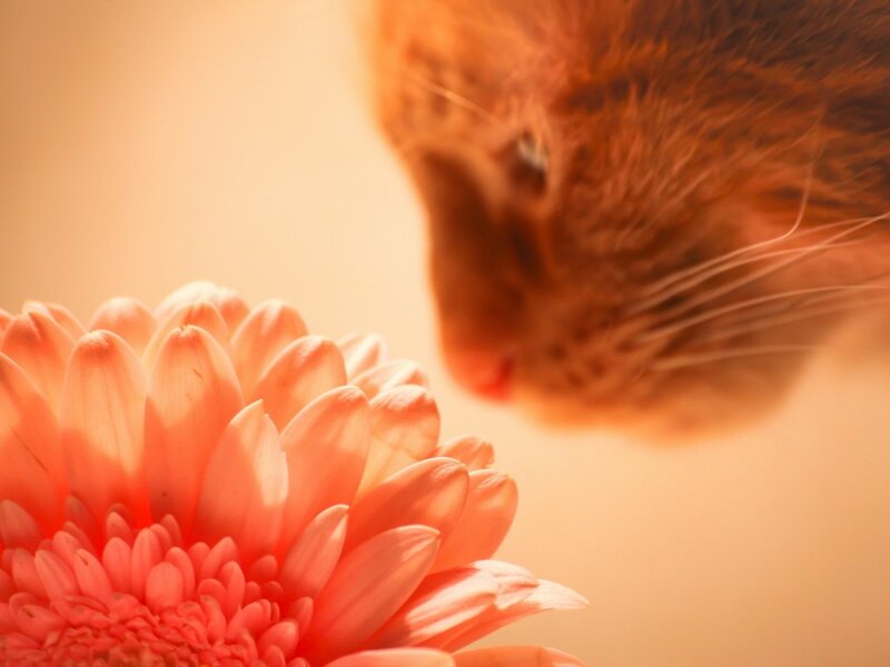 Orange Cat Sniffing Flower — Calm