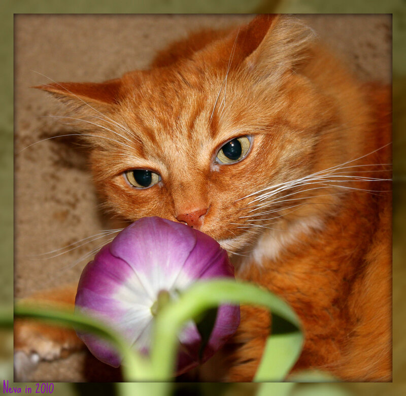 Orange Cat Sniffing Flower