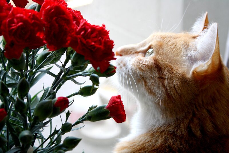 Orange Cat Sniffing Flowers — Red