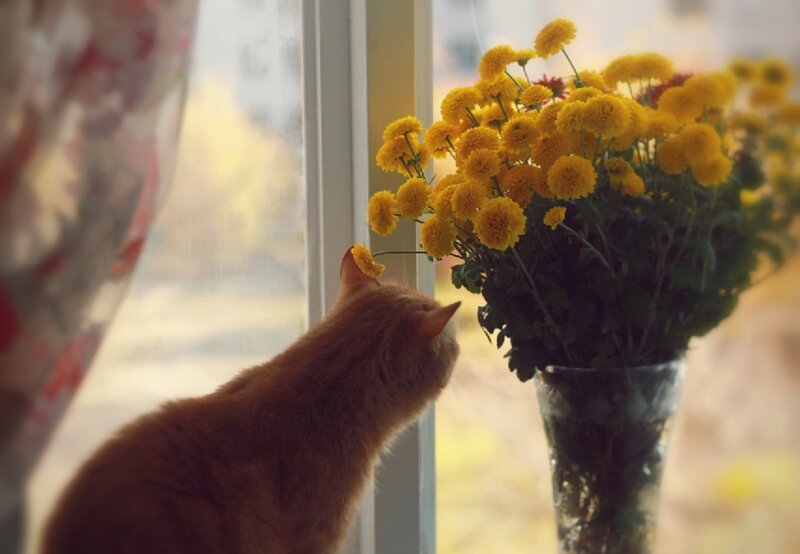Orange Cat Sniffing Flowers — Yellow