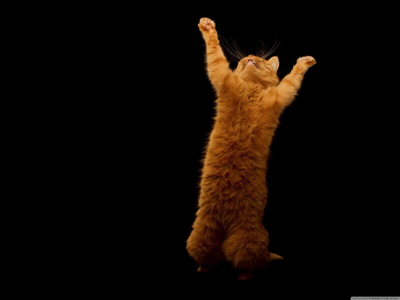 Orange Cat Standing — Dramatic, Photograph, Paws