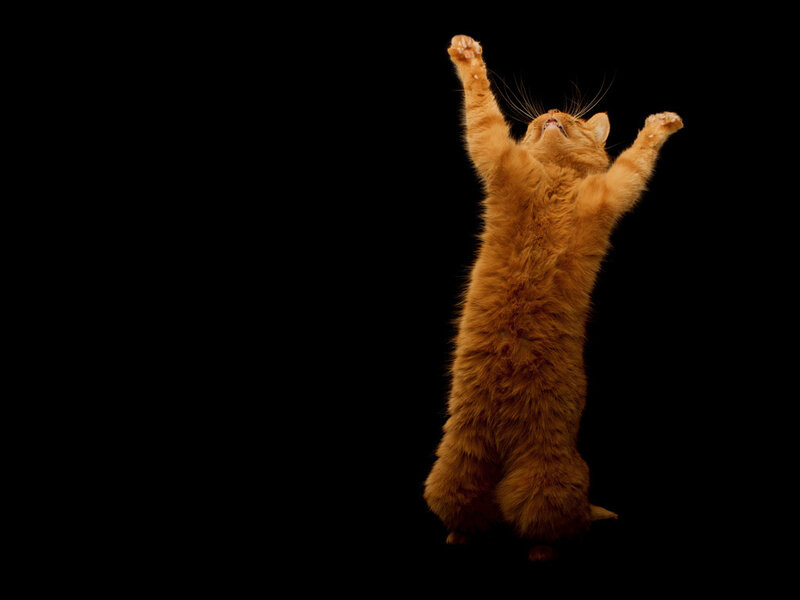Orange Cat Standing — Dramatic, Photograph
