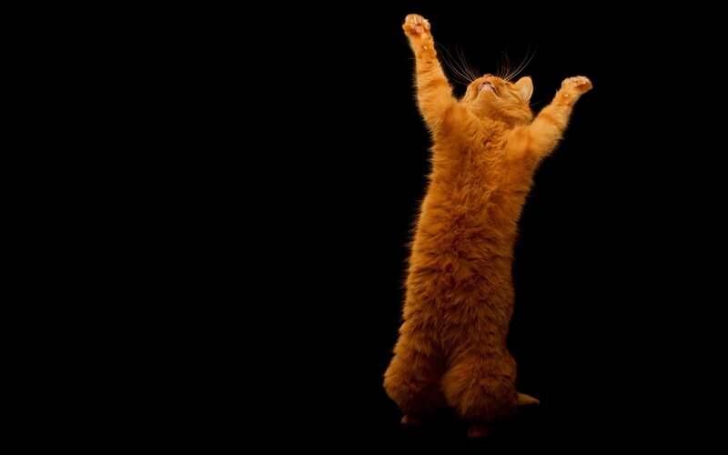 Orange Cat Standing — Dramatic