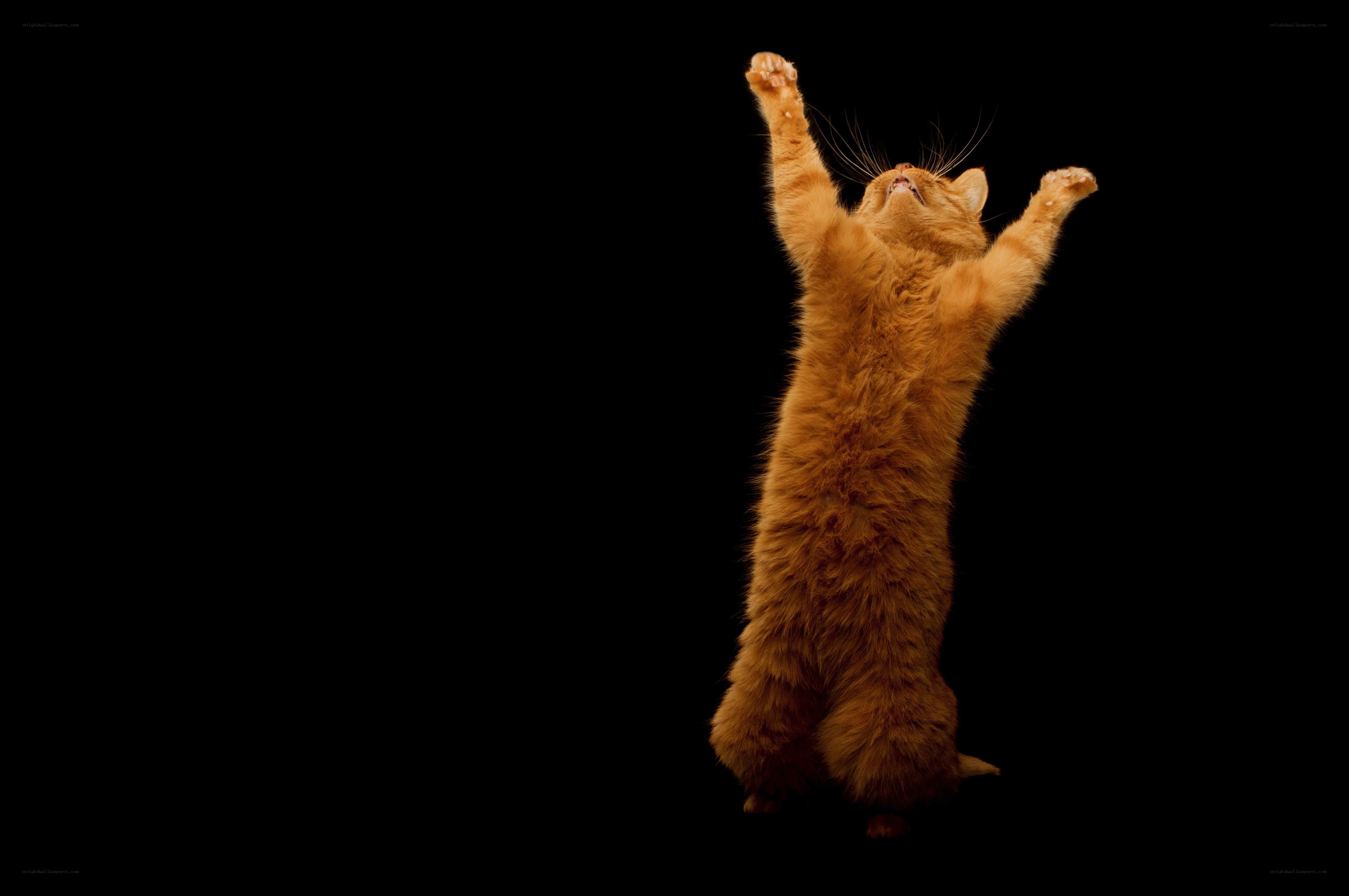 orange cat standing on hind legs
