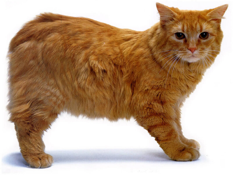 orange cat standing