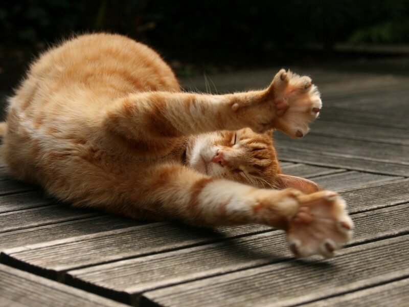 orange cat stretching on deck