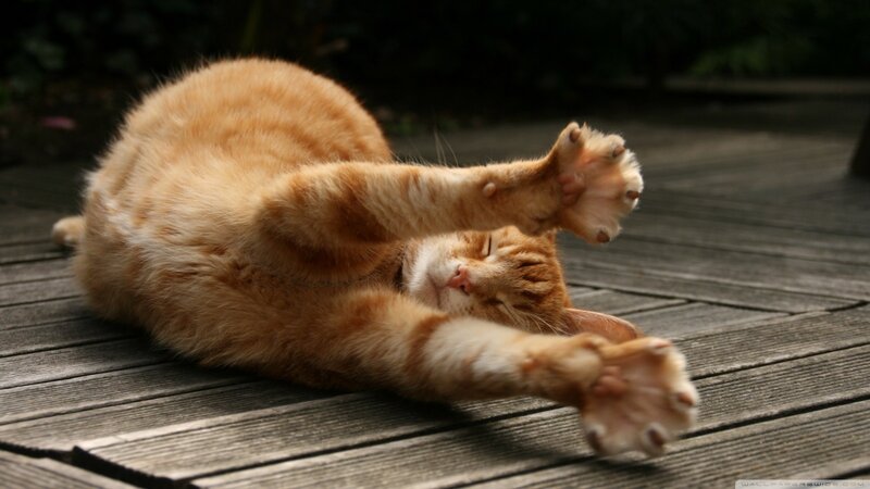 orange cat stretching on deck
