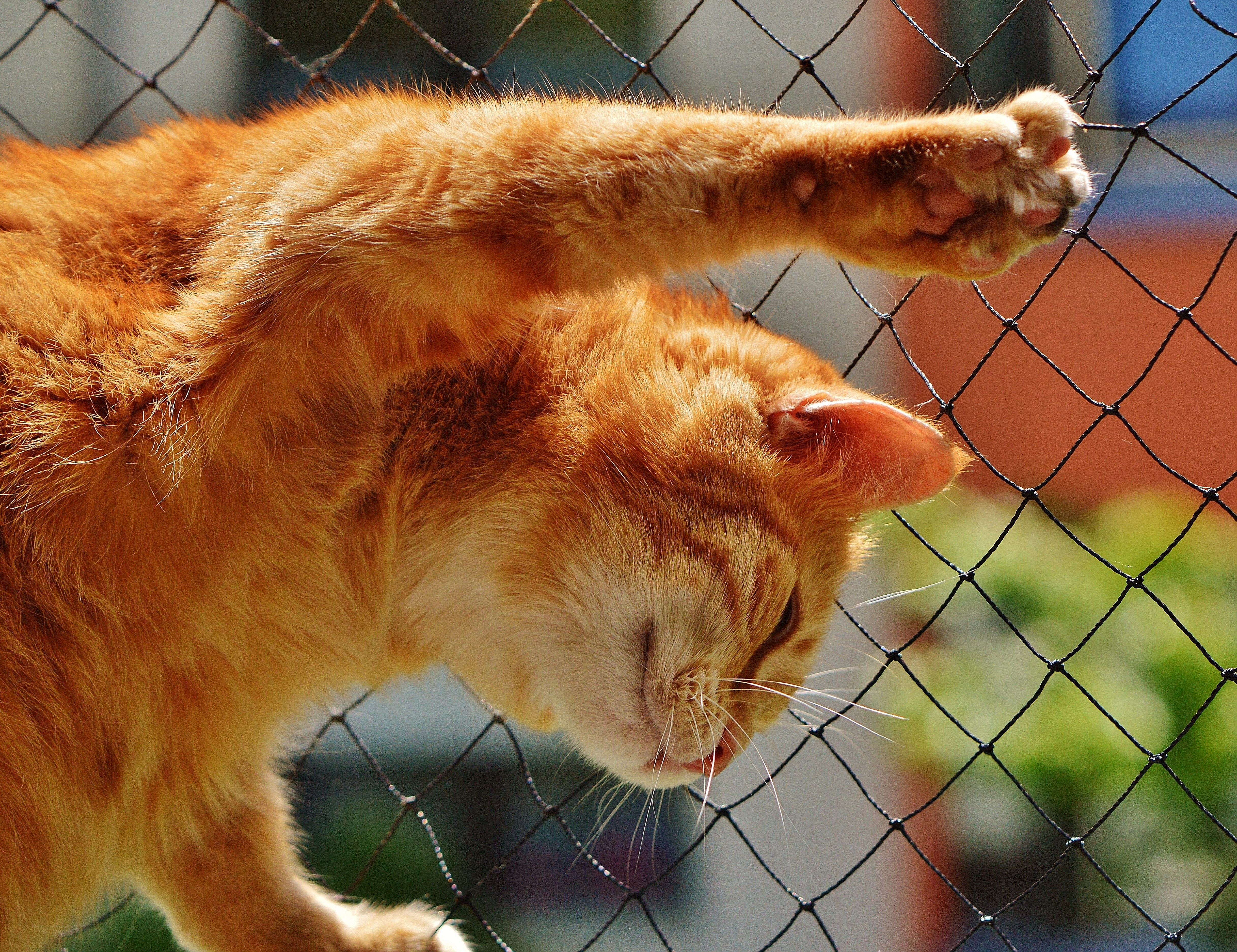 orange cat stretching on fence