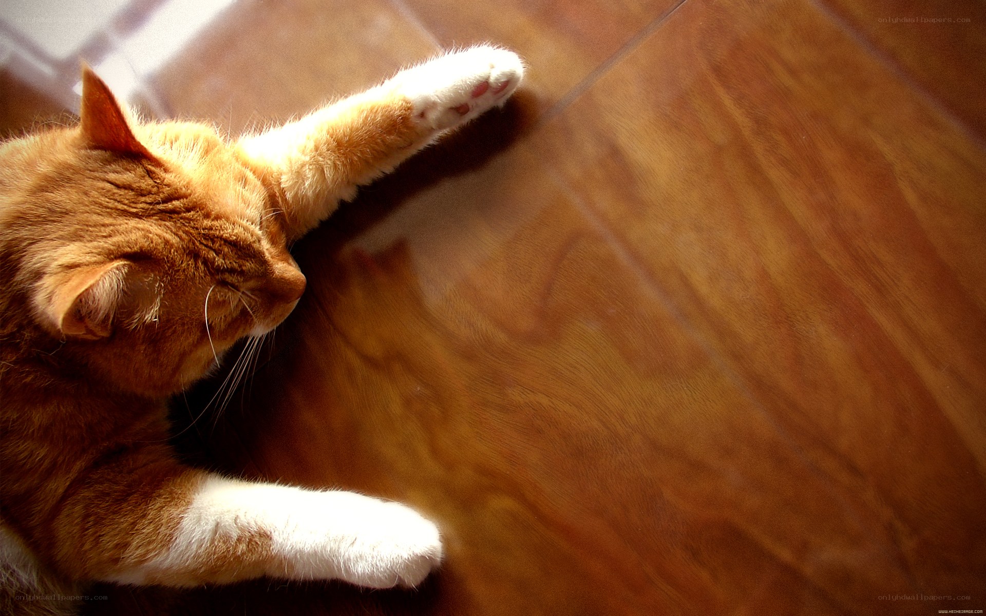 orange cat stretching on floor
