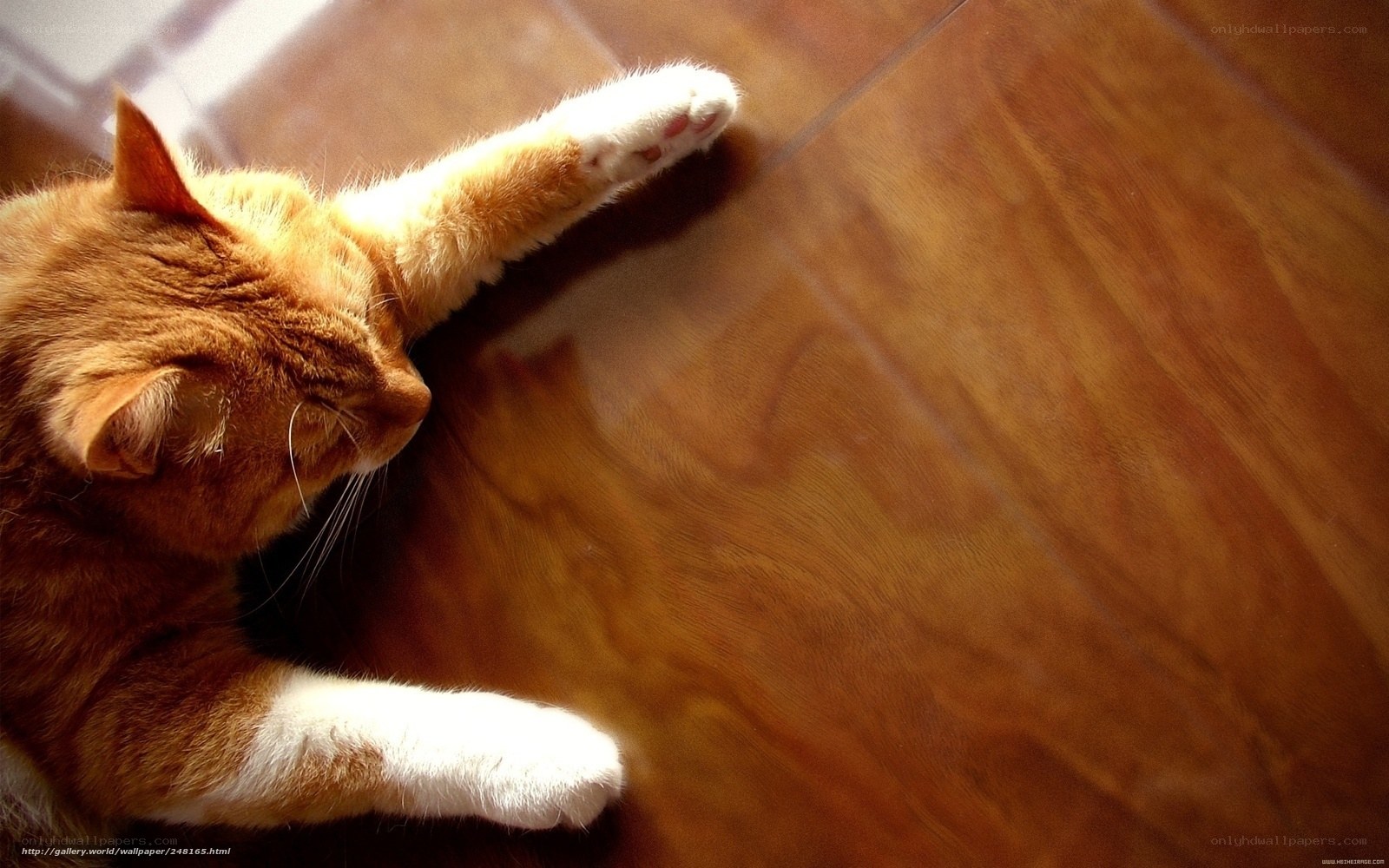 orange cat stretching on floor