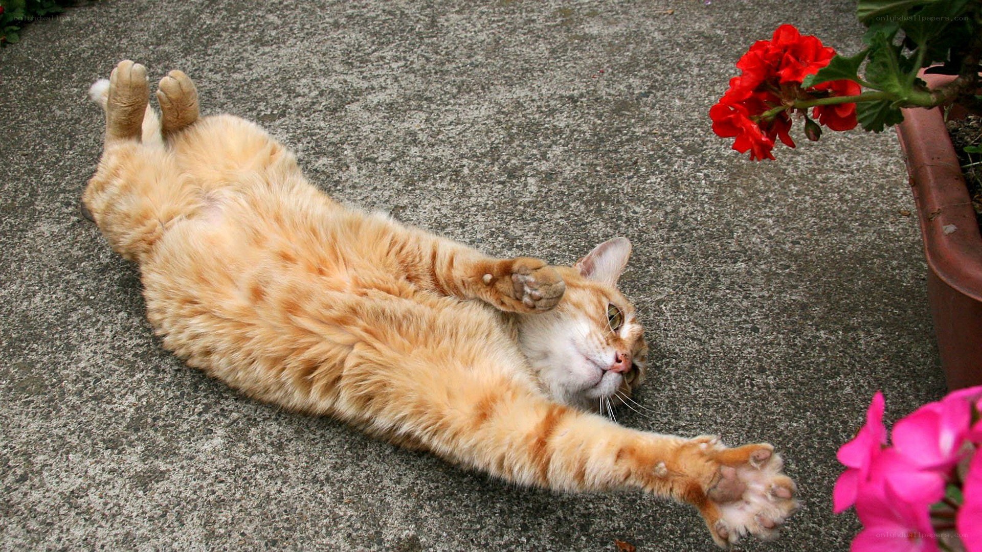 Orange cat stretching on pavement