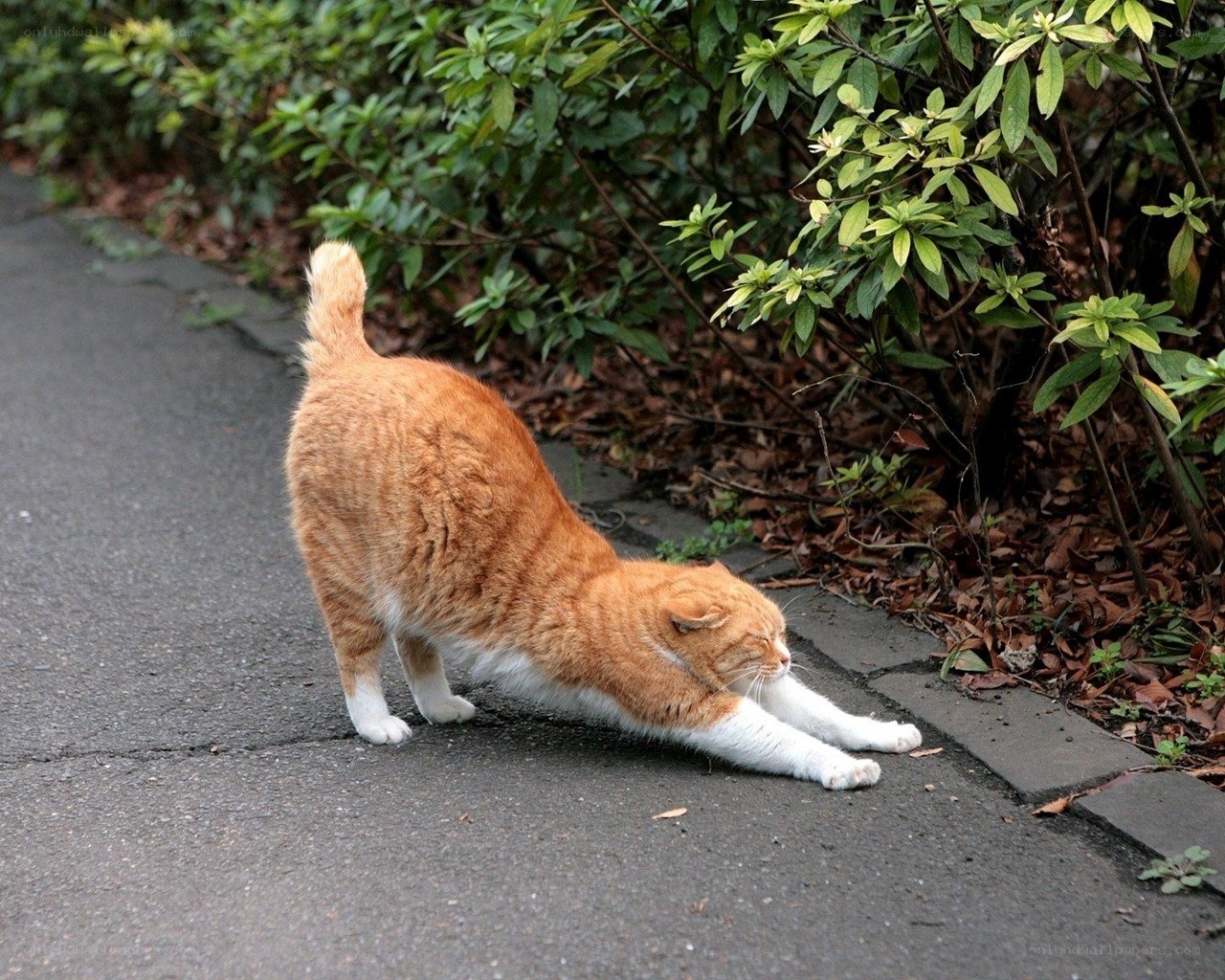Orange cat stretching on pavement