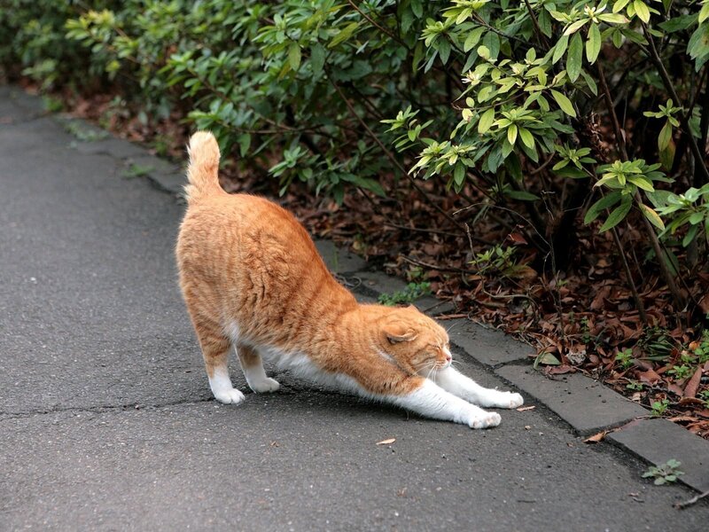 Orange cat stretching on pavement