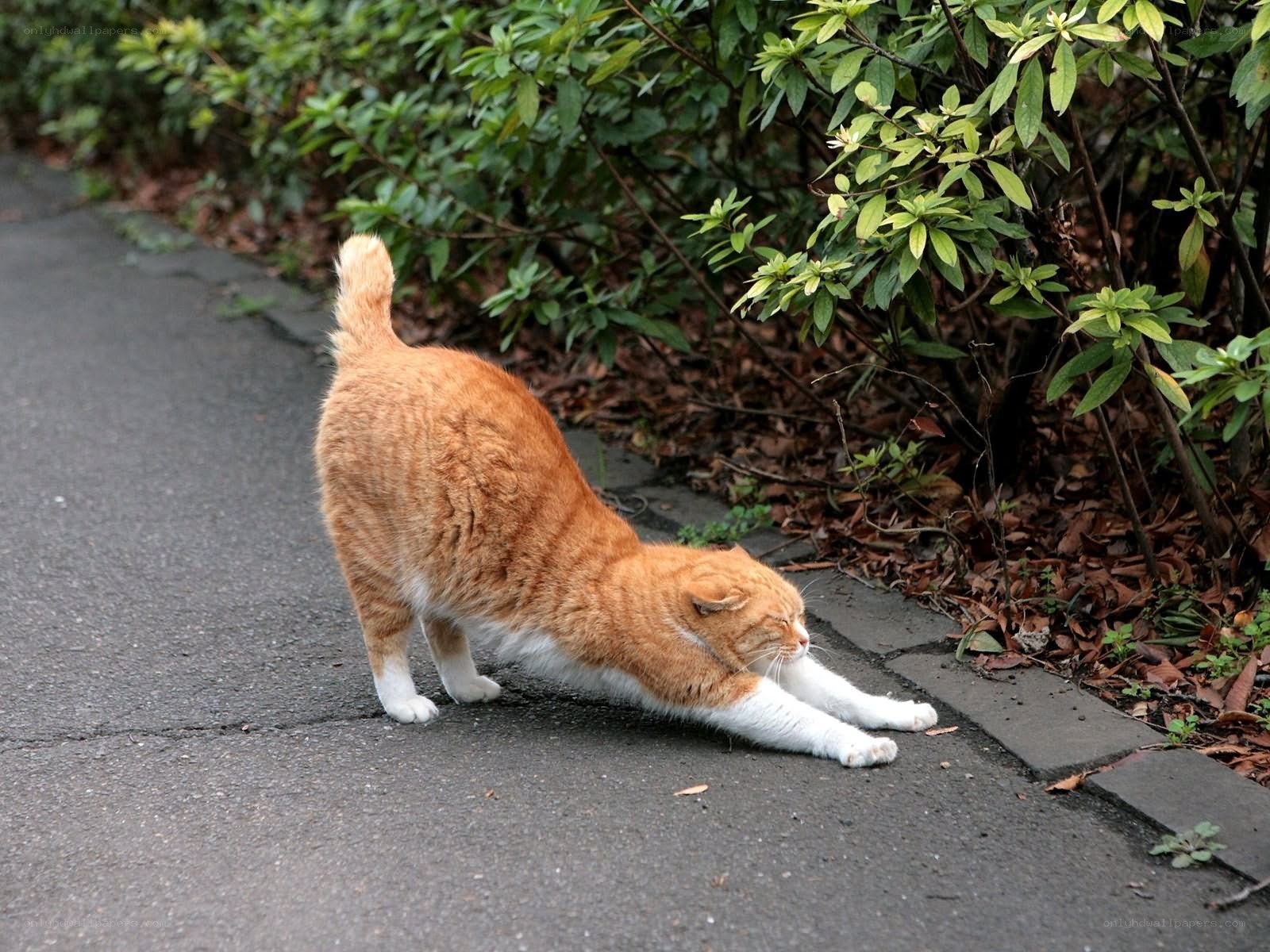 Orange cat stretching on pavement
