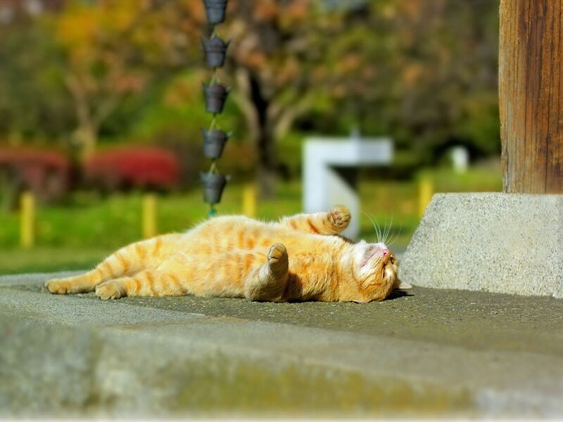 Orange cat sunbathing