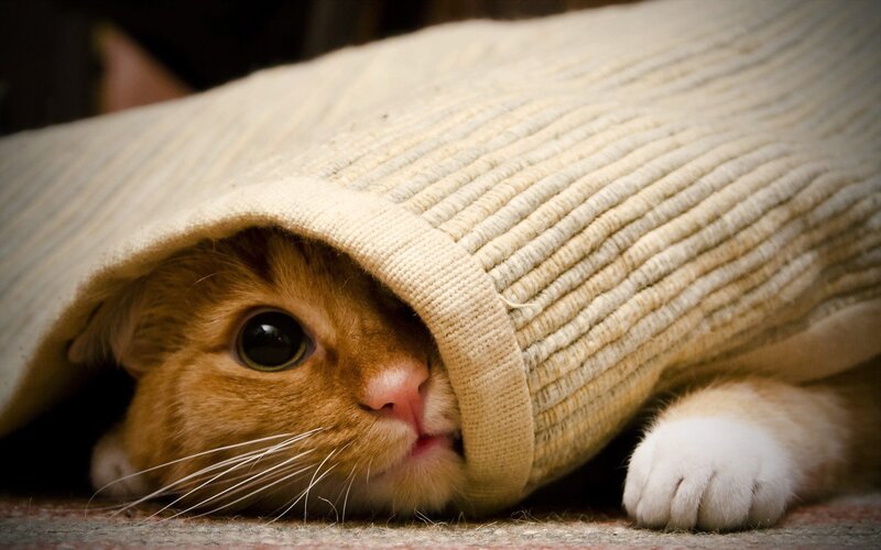 Orange Cat under Blanket — Curious