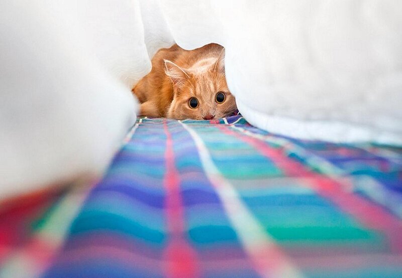 Orange Cat under Blanket
