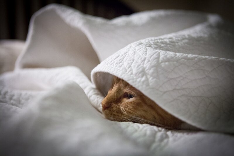 Orange Cat under Blanket — White, Calm