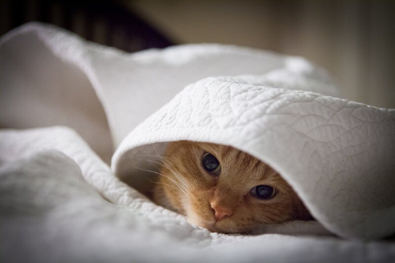 Orange Cat under Blanket — White