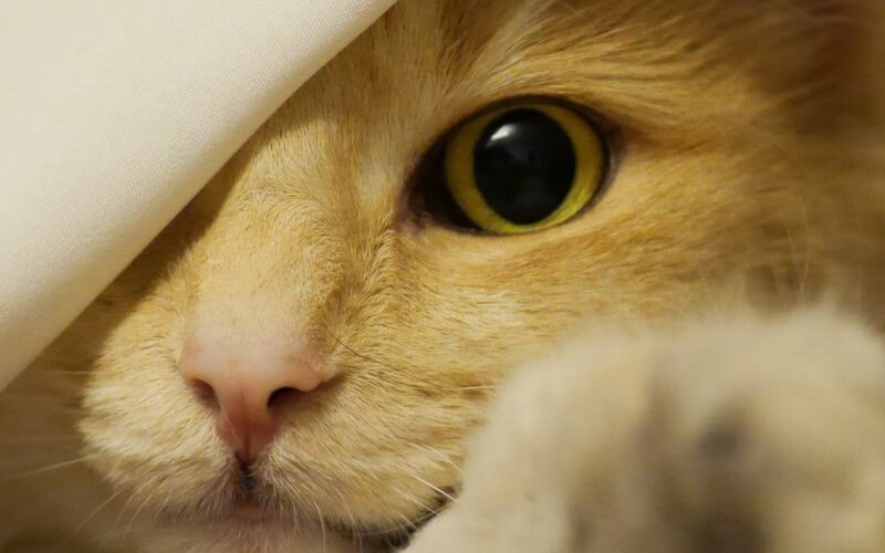 Orange Cat under Blanket — Yellow