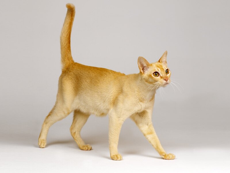 orange cat walking