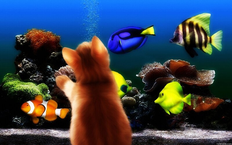 Orange Cat Watching Fish