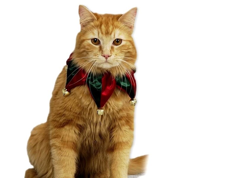Orange Cat Wearing Bow