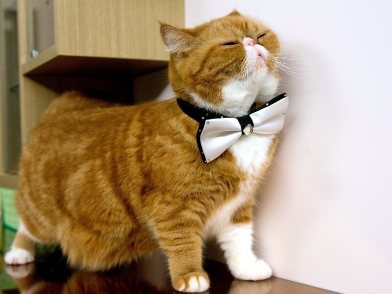 Orange Cat Wearing Bowtie