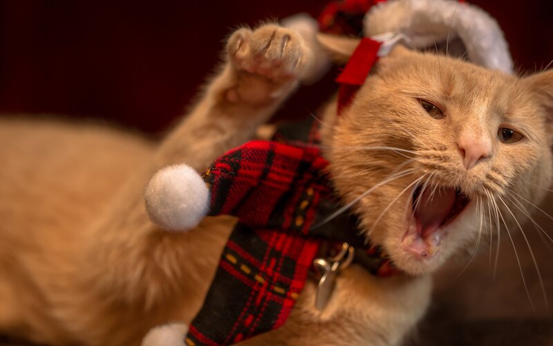 Orange Cat Wearing Hat — Playful