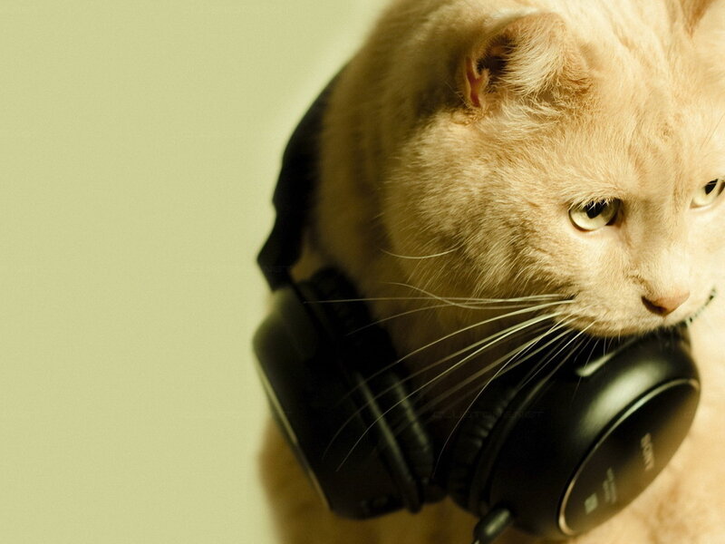Orange Cat Wearing Headphones