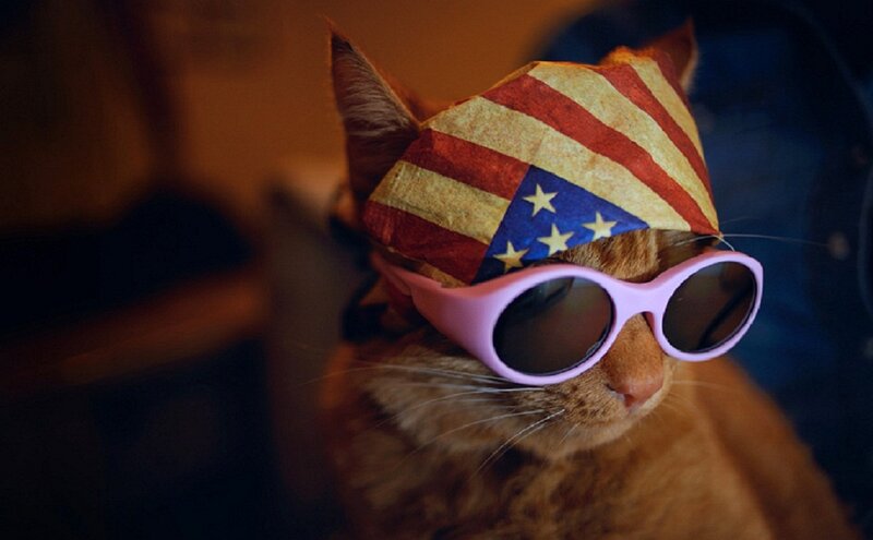 Orange Cat Wearing Sunglasses — Playful