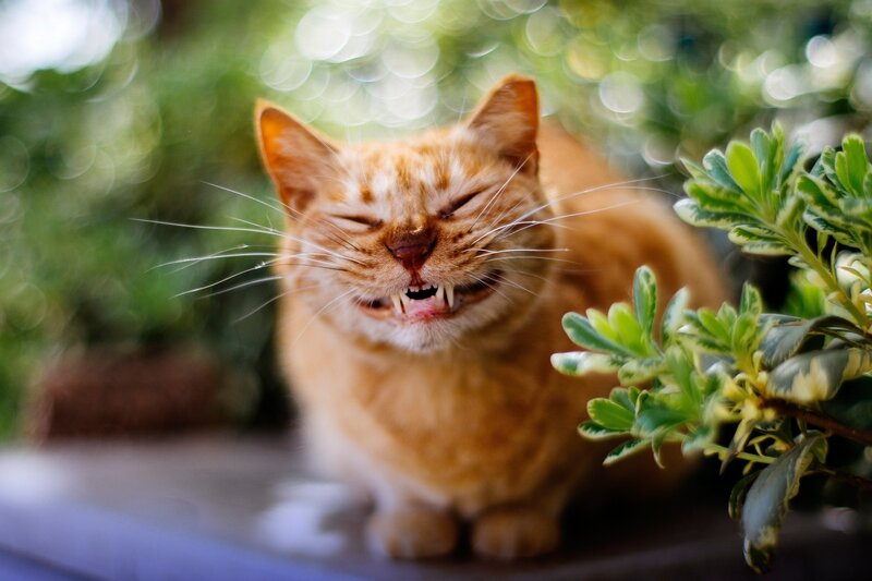 Orange Cat with Bared Teeth